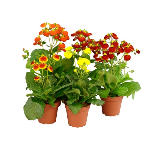 Toffelblomma