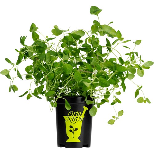 Oregano i kruka 1-p KRAV Orto Novo