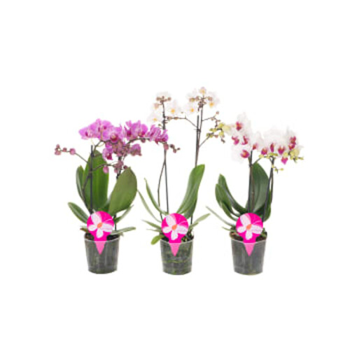 Phalaenopsis orkidé 2-stänglar 9cm kruka varierande färger