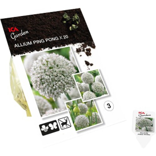 Allium Ping Pong 20-p ICA Garden