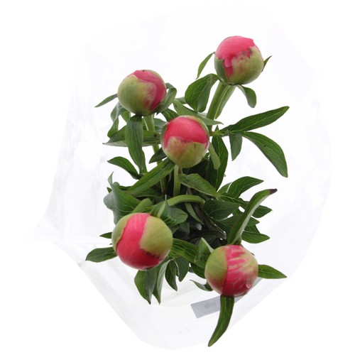 Pioner 5 pack 50 cm