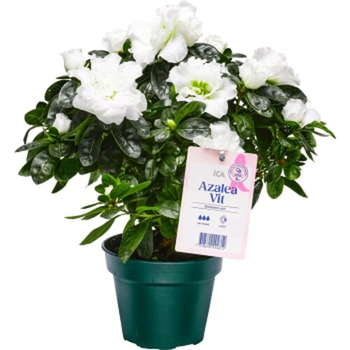 Azalea Vit 12cm kruka Höjd 23cm Rosa Bandet ICA