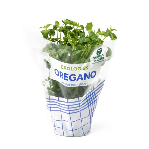 Oregano Ekologisk 1-p Kabbarps Trädgård