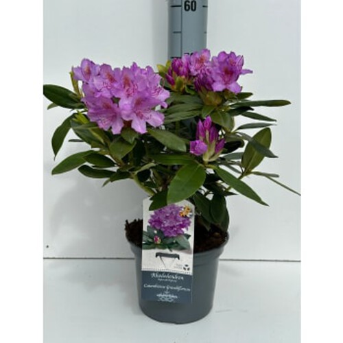 Rhododendron 21 cm