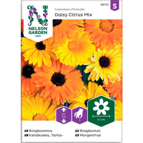 Ringblomma Daisy Citrus Mix 1-p Nelson Garden