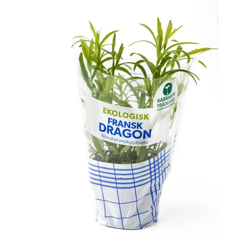 Fransk Dragon Ekologisk 1-p Kabbarps Trädgård