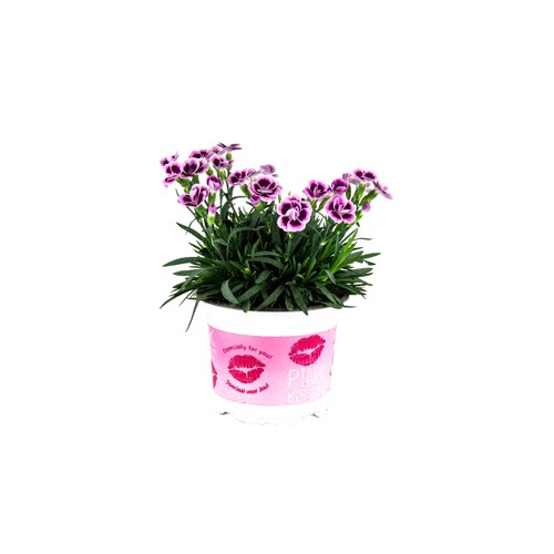 Nejlika i kruka pink kisses