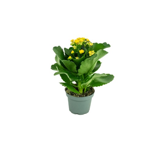 Kalanchoe 10,5cm Gul