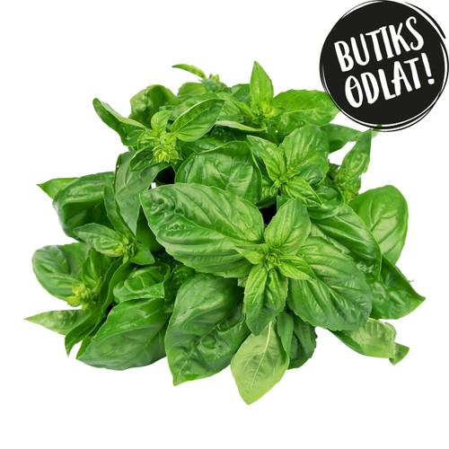 Basilika 60g Butiksodlad
