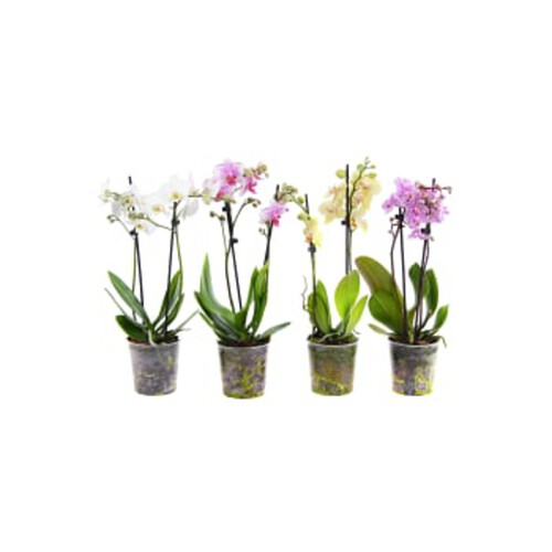 Phalaenopsis orkidé 2-stänglar 12cm kruka varierande färger