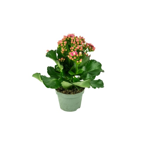 Kalanchoe XL