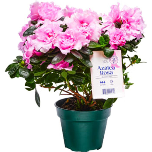 Azalea Rosa 12cm kruka Höjd 23cm Rosa Bandet ICA