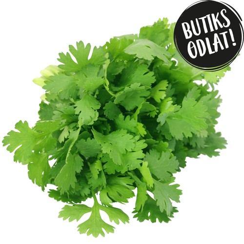 Koriander 40g Butiksodlad