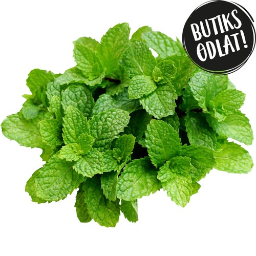 Mynta 50g Butiksodlad