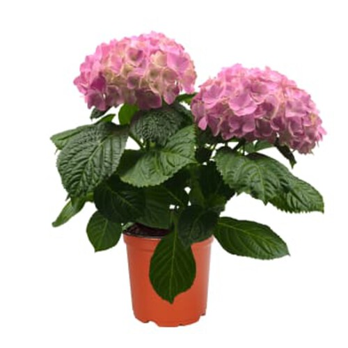 Hortensia 2-grenad 10,5cm kruka varierande färger