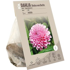Dahlia pompon Stolze von Berlin ros