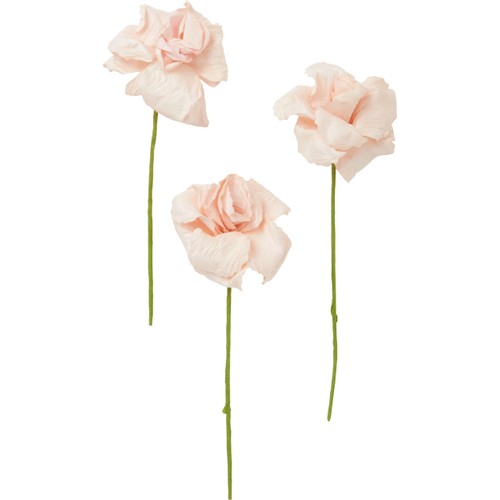 Pappersblomma på kvist aprikos