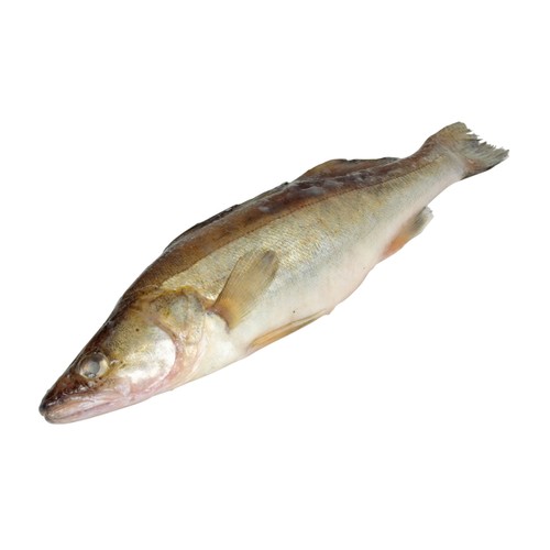 Färsk Gösfilè