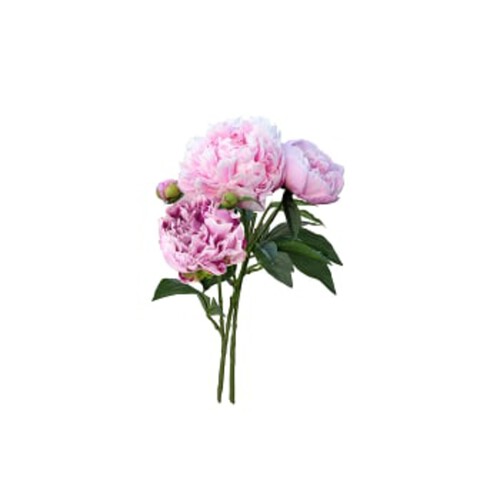 Pion i bunt 70cm rosa Blomsterboda