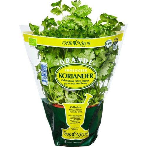 Koriander Grande eko Klass 1