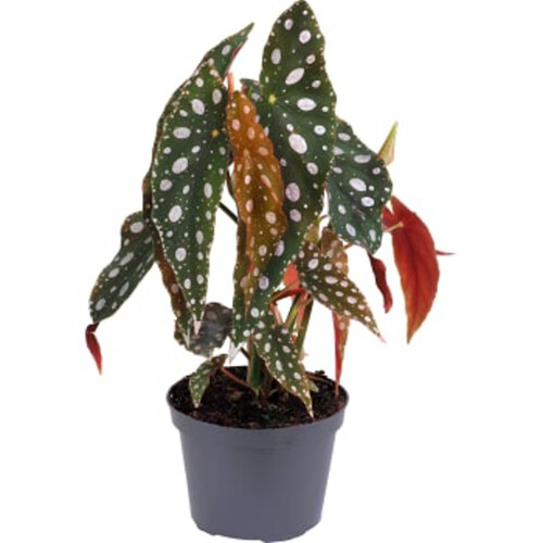 Forellbegonia 14cm kruka Höjd 35cm