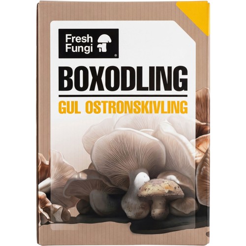 Boxodling Gul Ostronskivling 1st Fresh Fungi
