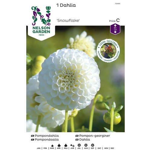 Vårlök Dahlia Hög Pompon Vit 1st Nelson Garden