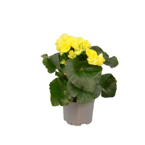 Begonia 12cm kruka Höjd 28cm gul