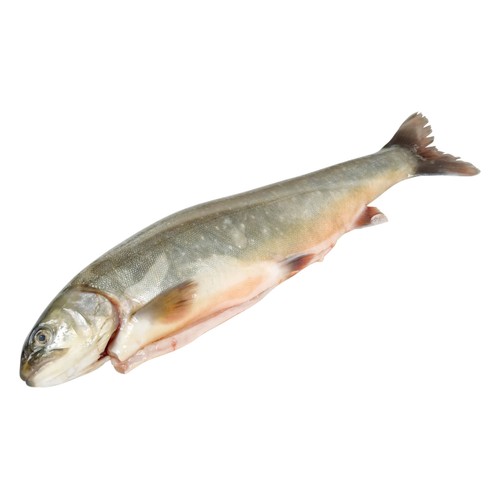 Röding