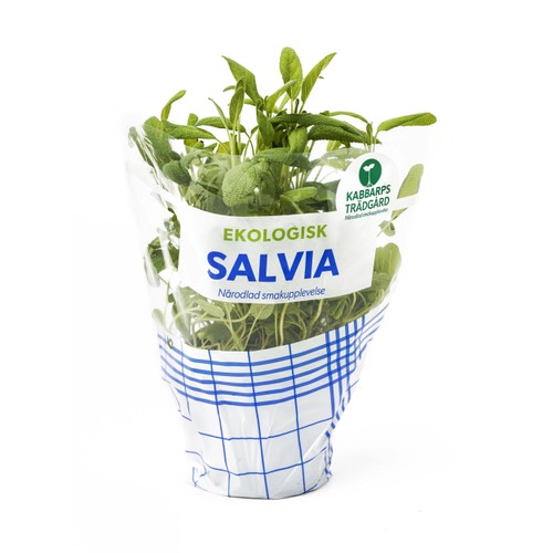 Salvia Ekologisk 1-p Kabbarps Trädgård
