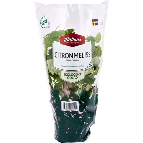 Citronmeliss Kruka KRAV Hällnäs Handelsträdgård