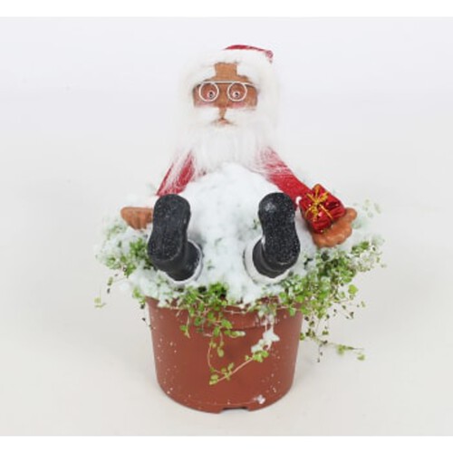 Arrangemang Tomte i hemtrevnad bredd 13cm höjd ca 20cm