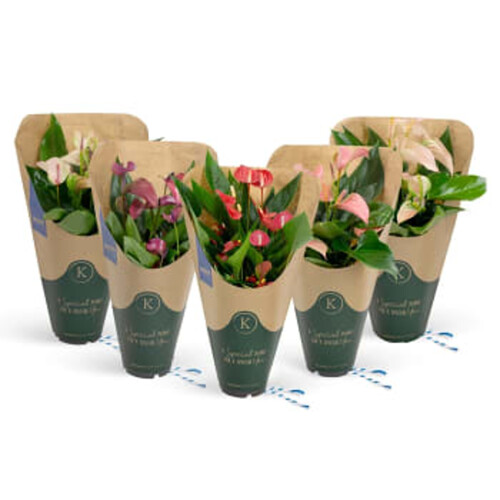 Anthurium 13cm kruka Höjd 40cm varierande färger