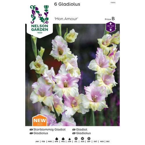 Vårlök Gladiol Storblommig Vit Rosa 1st Nelson Garden