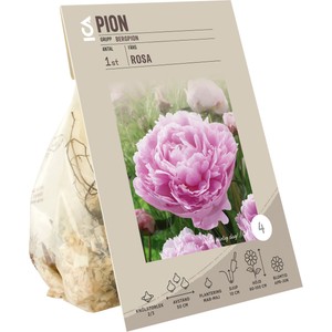 Paeonia Officinalis Pink ICA Garden
