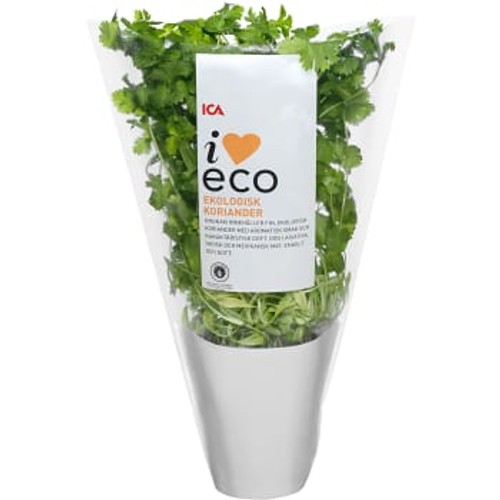 Koriander i kruka Ekologisk 1-p KRAV Klass 1 ICA I love eco
