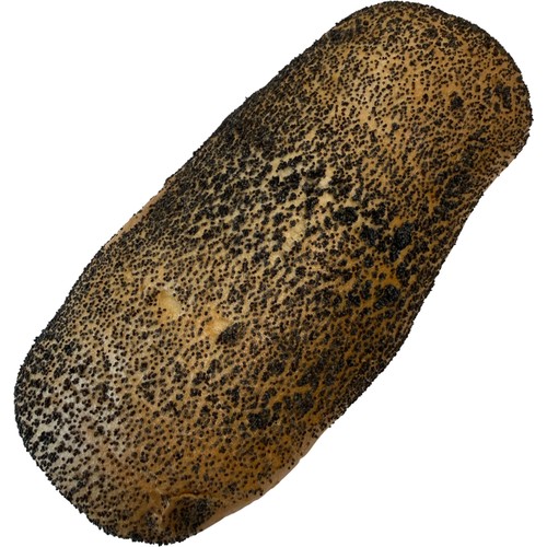 Vallmobröd Folkes 400g Dahls Bageri