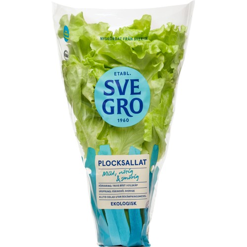 Plocksallat Kruka 1-p KRAV Svegro