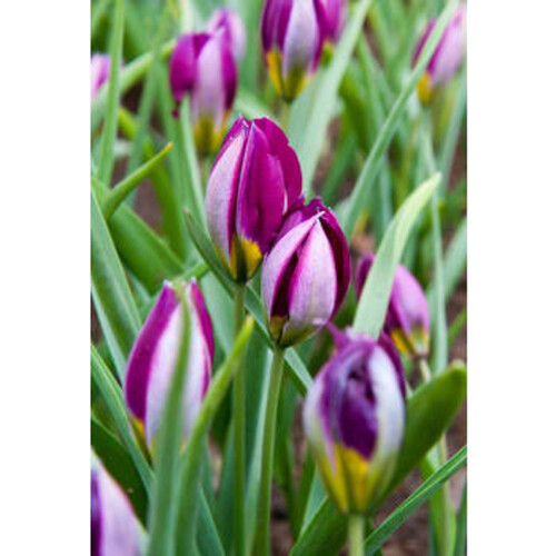 Tulipa Botanical Persian Pearl