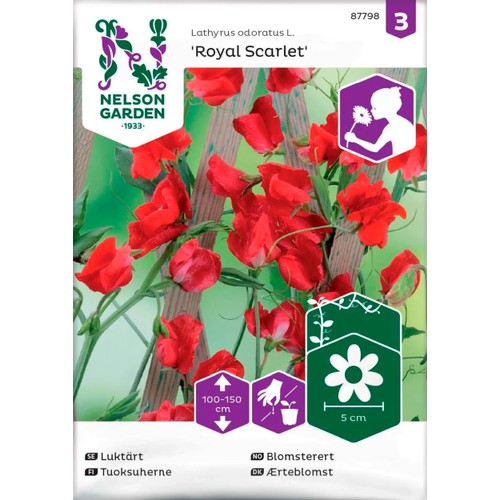 Luktärt Royal Scarlet 1-p Nelson Garden