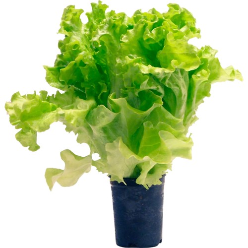 Kruksallat 250g Klass 1