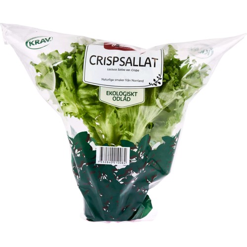 Crispsallat Kruka KRAV Hällnäs Handelsträdgård