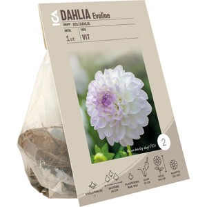 Dahlia ball Eveline vit