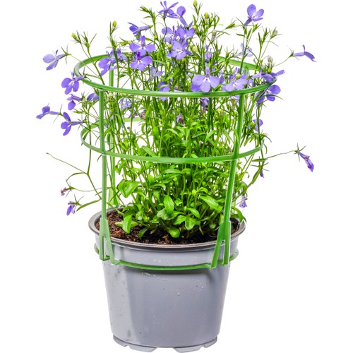 Lobelia blå 12cm