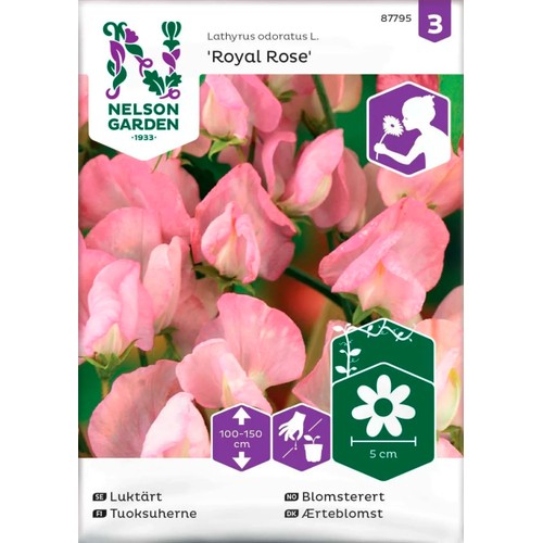 Luktärt Royal Rose 1-p Nelson Garden