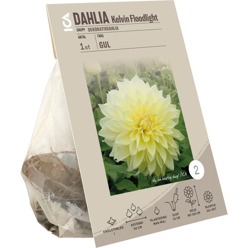 Dahlia Kelvin Floodlight 125 Gram ICA Garden