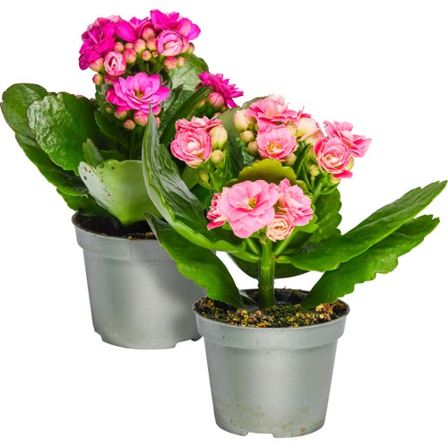 Kalanchoe mini dubbelblommande 6cm kruka Höjd 12cm varierande färger