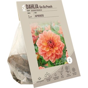 Dahlia Go-Go Peach ICA Garden