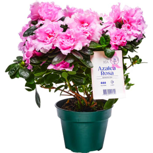 Azalea Vit 12cm kruka Höjd 23cm Rosa Bandet ICA