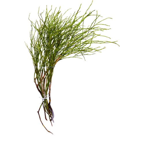 Blåbärsris 45cm